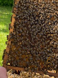 Bienen_3